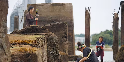 Ecological Witnessing: Geology as Archive, Microatolls as Record