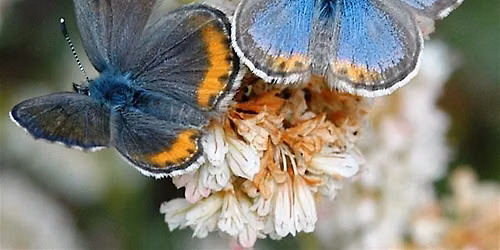 El Segundo Blue Butterfly Tour in the LAX Dunes