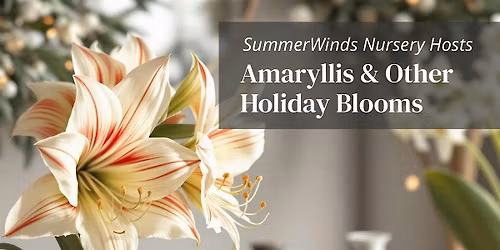Amaryllis & Other Holiday Blooms Tips for Growing & Styling - Campbell