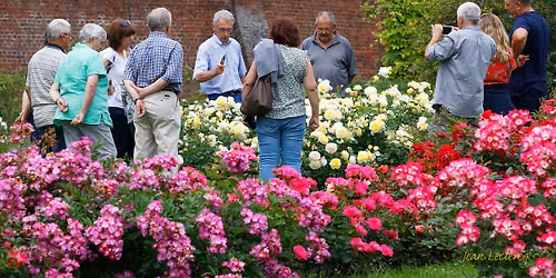 Visites guid\u00e9es dans les Jardins des Roses du Roeulx - Premi\u00e8re floraison des roses