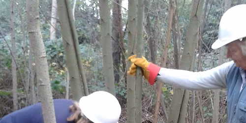 Practical Skills for Small Woodland Management