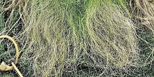 Green Man Storytelling