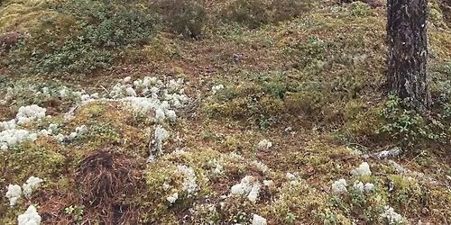 \u00d6vernatta utomhus \/ Overnight outdoors