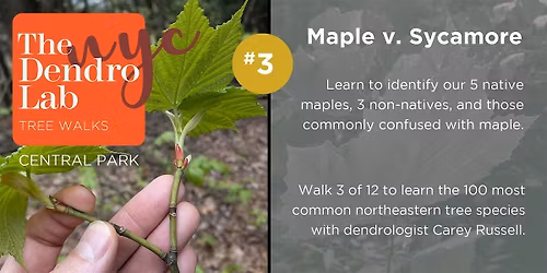 Maple Tree Identification Workshop in Central Park \u2013 2 hrs (10am\u201312)