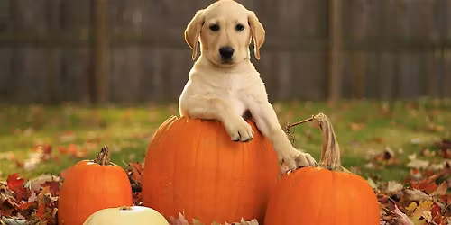 Fall Pet Social Club by Bewuff & Howl Nation