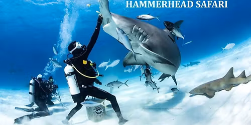 Bimini Hammerhead Safari Feb 2026 with Chesapeake Bay Diving