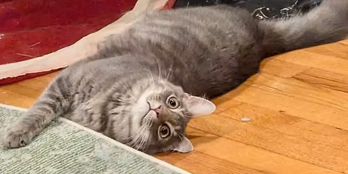 Cat and Kitten Adoption Event with Orange Street Cats!