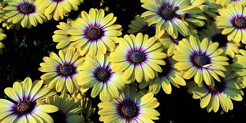 Colors of Spring Photography