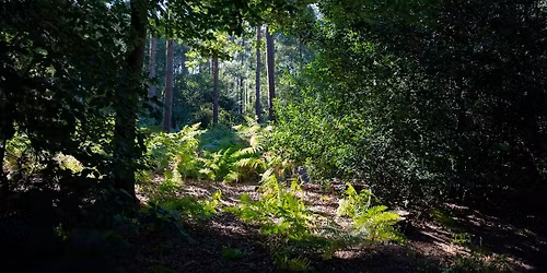 well-BEING in the woods