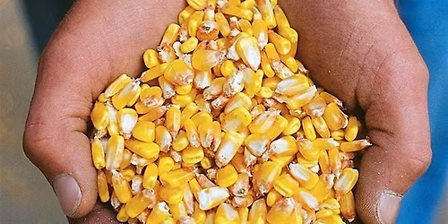 Talbot County Agronomy Program Sponsorship - 2025 Corn Crop