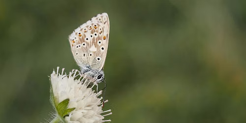 Butterflies and Flowers at Woodwalton Marsh