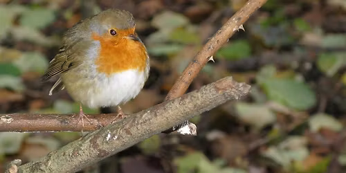 Spring family workshop - Birds, Nests and Eggs
