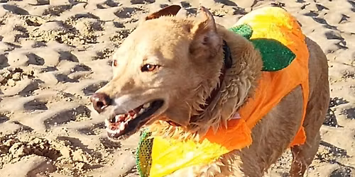 Halloween Treasure Hunt