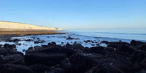 Coastal Foraging Workshop - Brighton - Sea Vegetables and Sea W**d.