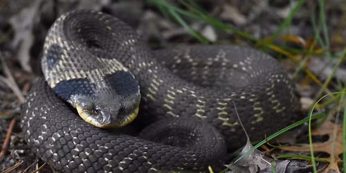 Herpetology Hunt at Our Nawakwa