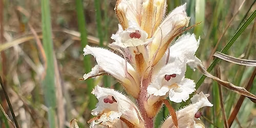 Rare and Unusual Plants and Invertebrates on the Isle of Wight