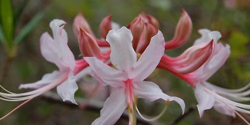 Vickery Creek (Roswell Ga)