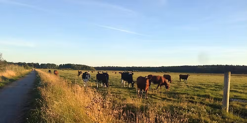 Promenadloppis i G\u00e4ddeholm
