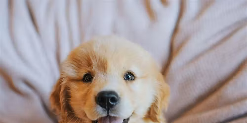 Puppy Yoga by Yoga Kawa Toronto with Golden Retriever