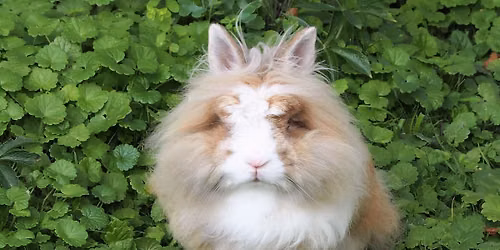 NYC Bunnies summer meet-up
