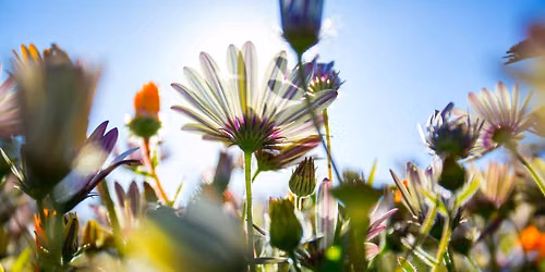 Sunday Service: To Know and Be Known - Flower Communion Service
