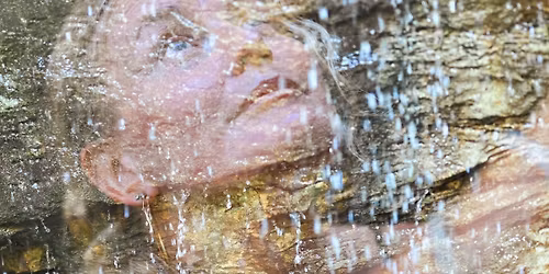 SKOGSYOGA & ELEMENTIFIERING - heldag i naturn\u00e4rvaro kring Odensj\u00f6n