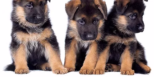 Puppy Kindergarten