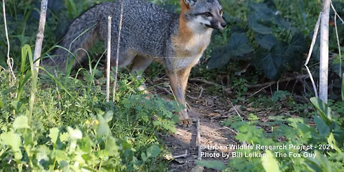 Are There Gray Foxes in Your Backyard?