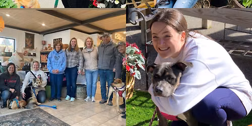 Meet the Dogs at Holland's