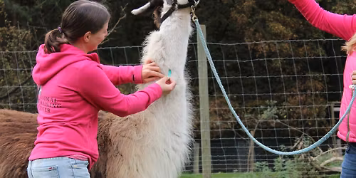 Intensiv Tiertrainingswoche