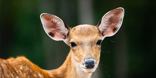 Chapel in the Pines:  A Wild Church Service