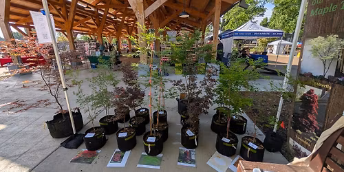 Spirit Hill Japanese Maple Nursery @Cooper-Young Farmer's Market