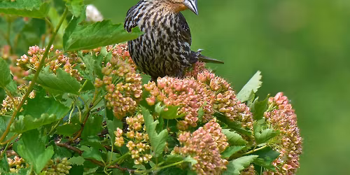 Female Bird Mindful Bird Watching