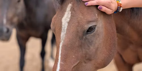 Queer Connection: Equine-Assisted Workshop