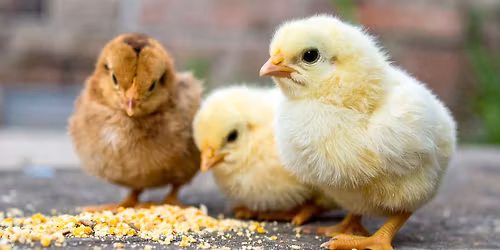 Poultry 101