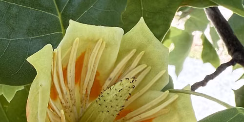 Your State Parks Day: Invasive Plant Removal
