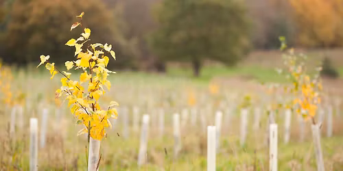 Tree selection and grants - a woodland event