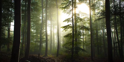 Forest Focus and Flexibility