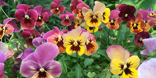 Growing and Painting Edible Flowers