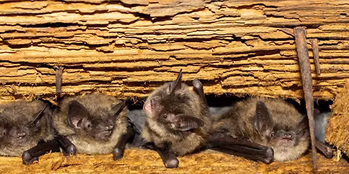 Bat Box Construction Class