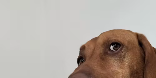 Christmas Fayre - Maplewood Court Care Home