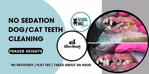 Dog & Cat Teeth Cleaning - Surrey- Fraser Heights