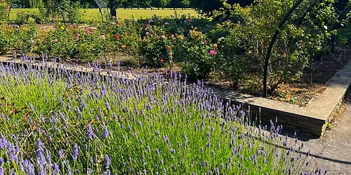 Volunteering at the Rose Beds 