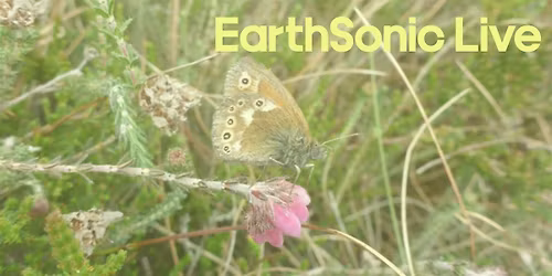 Bringing the Manchester Argus butterfly home, with The Wildlife Trust