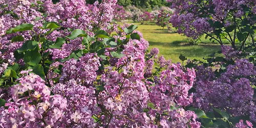 Pavasariniai Latvijos sodai \u2013 tulp\u0117s, alyvos ir rododendrai!