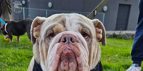 Midlands (Nottingham) Bulldog Walk for GBSR UK