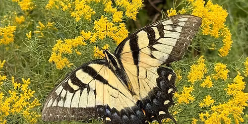 Gardening for Pollinators