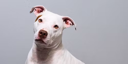 Dog Adoption Event @ Petco-Monroe St