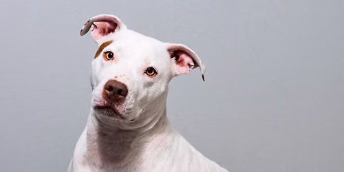 Dog Adoption Event @ Petco-Monroe St