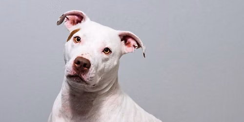 Dog Adoption Event @ Petco-Monroe St
